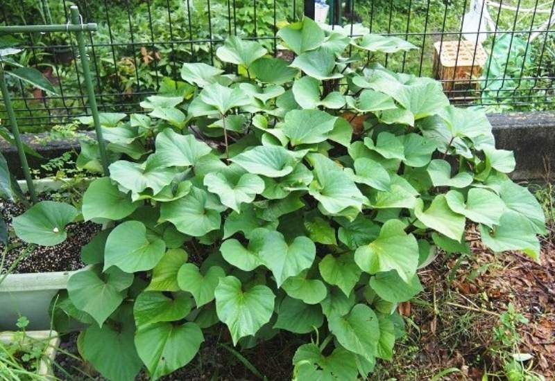 How To Start Growing Sweet Potatoes In Containers