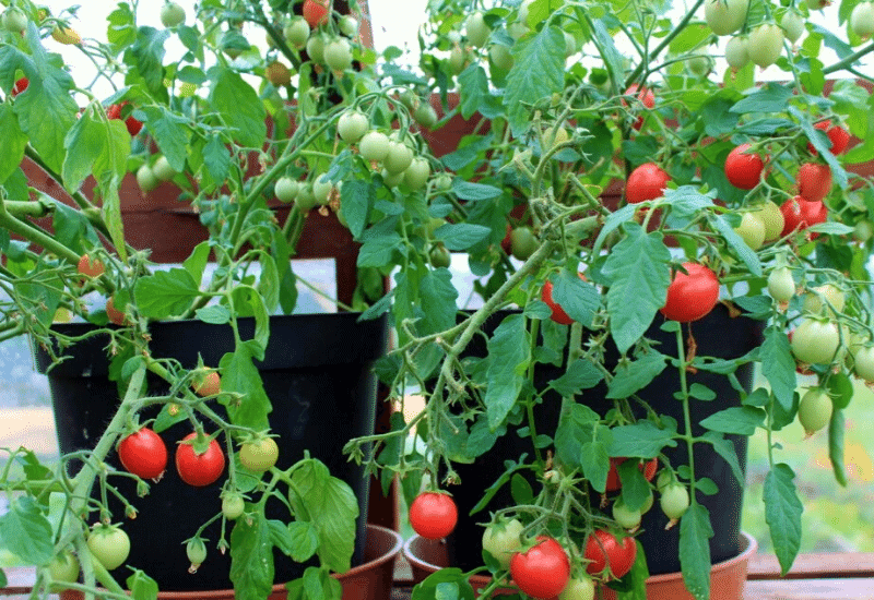 How to Grow Tomatoes in Pots 