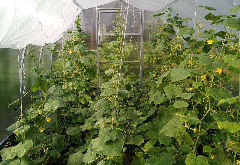 6 Types of Trellises for Cucumbers 