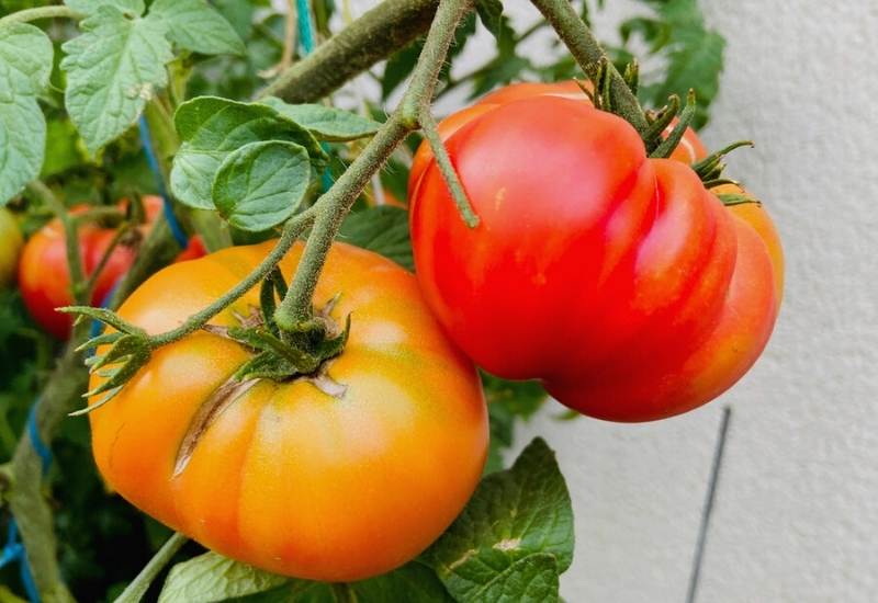 How to Prevent Splitting Tomatoes