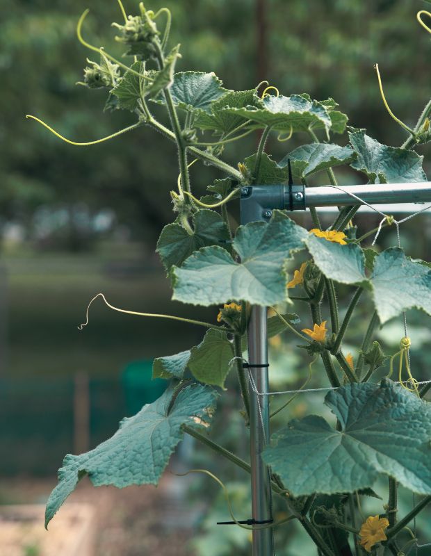 How to Trellis Cucumbers While They Grow