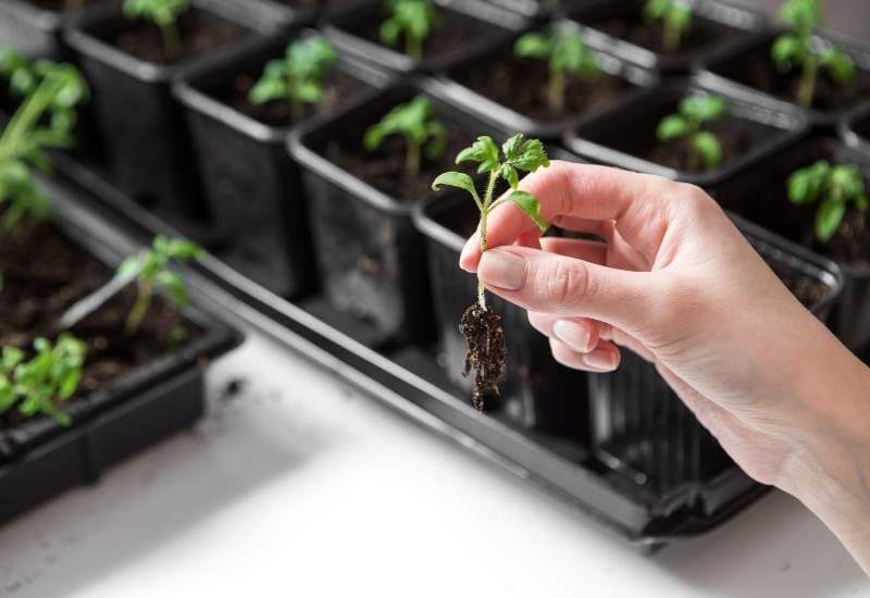 Identify When Your Tomato Needs To Be Potted Up
