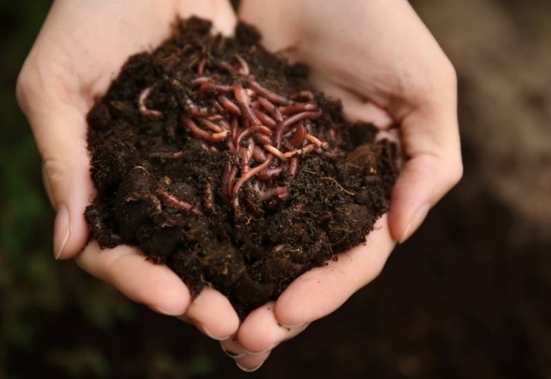 Introduce worms and beneficial fungi to your soil