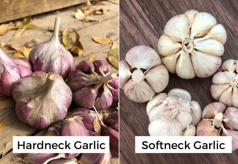 Know The Difference Between Hardneck And Softneck Garlic?