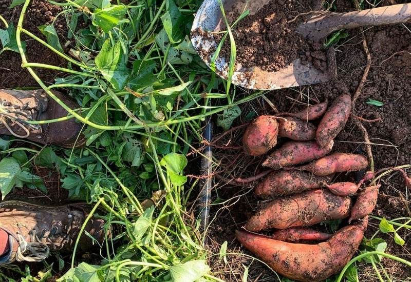 How To Grow Sweet Potatoes In Containers Gardening Chores