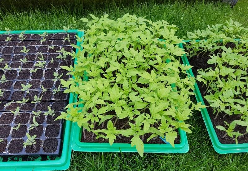 Let your seedlings acclimatize to the outdoors