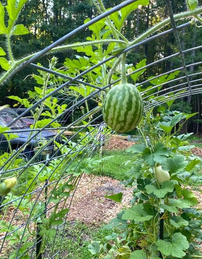 Melons vertically on a stake, trellis