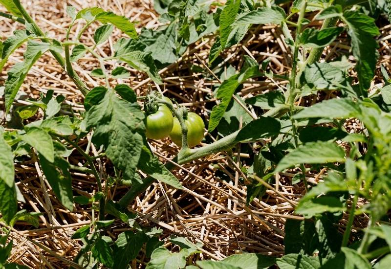 Mulch Around Tomato Plants

