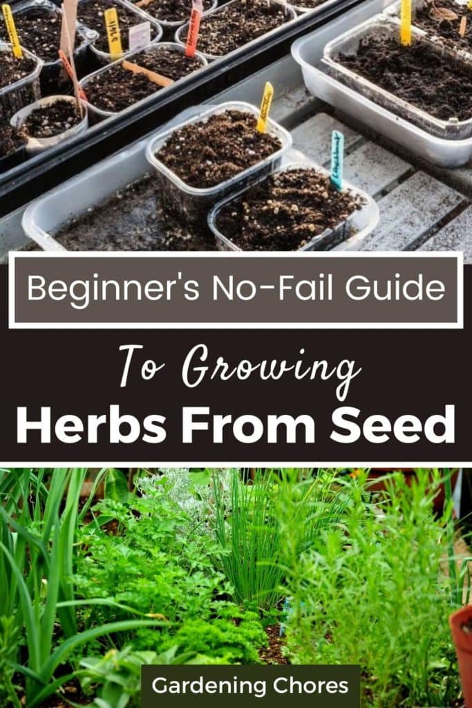 The Beginner’s No-Fail Guide to Growing Herbs From Seed 1