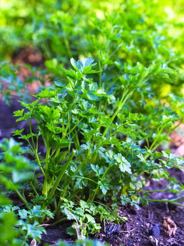 Parsley growing from seeds