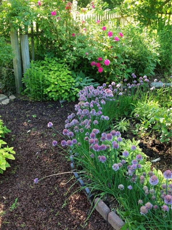 Perennial Herbs Can Mark Out Your Garden And Define Beds