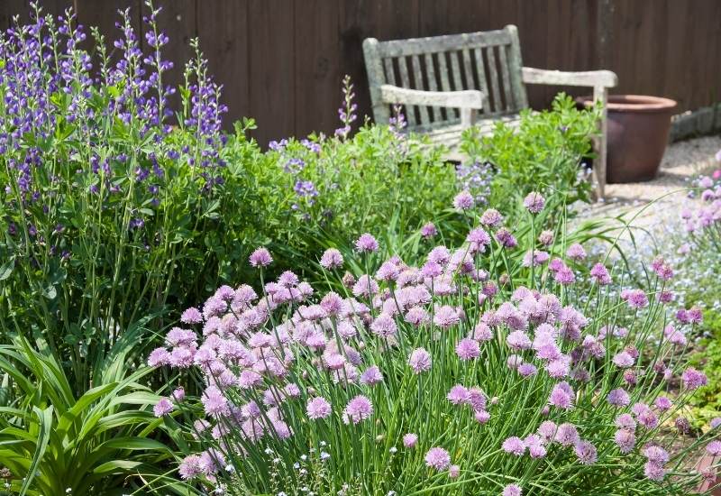 Perennial-Herbs-Will-Become-An-Aesthetic-Feature-Of-Your-Garden