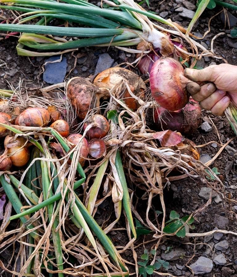 How To Harvest Storage Onions Step-By-Step 


