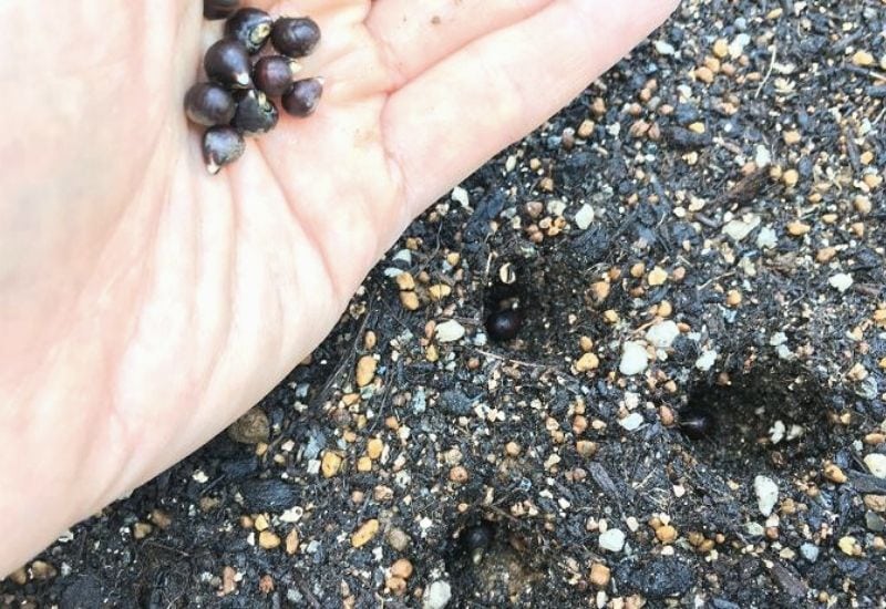Plant The Okra Seeds In Containers