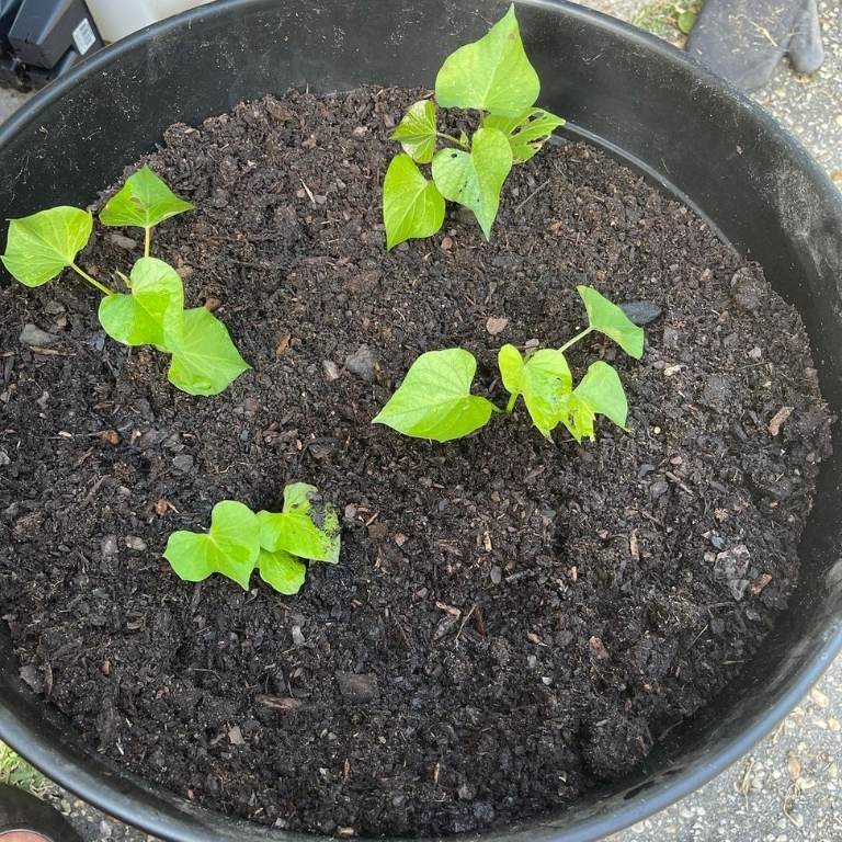 Plant The Sweet Potatoes In The Containers