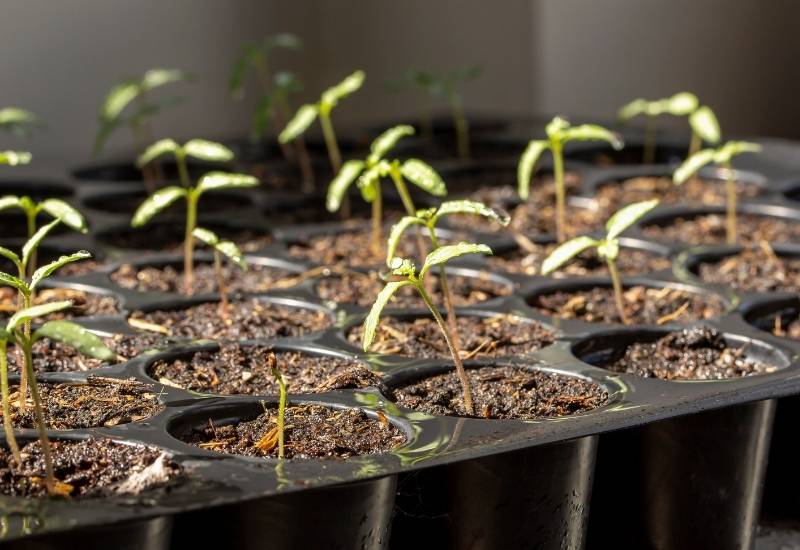 Plant your tomato seeds
