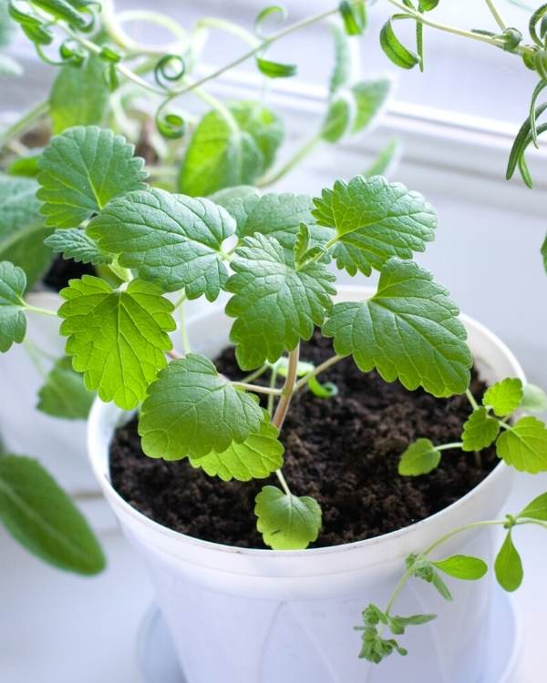 Planting Mint Seedlings In The Container