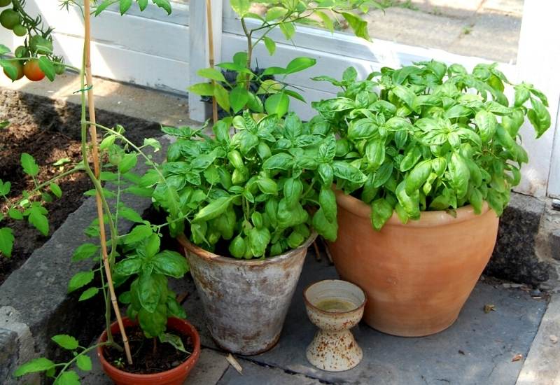 Potted plant of basil