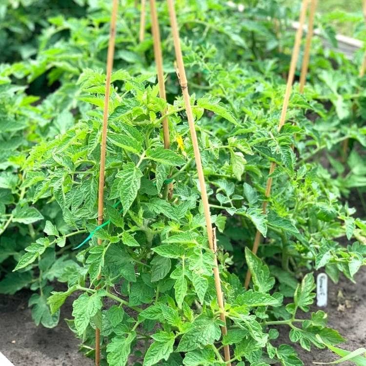 Prepare Tomato Cages, If Needed By Your Variety.