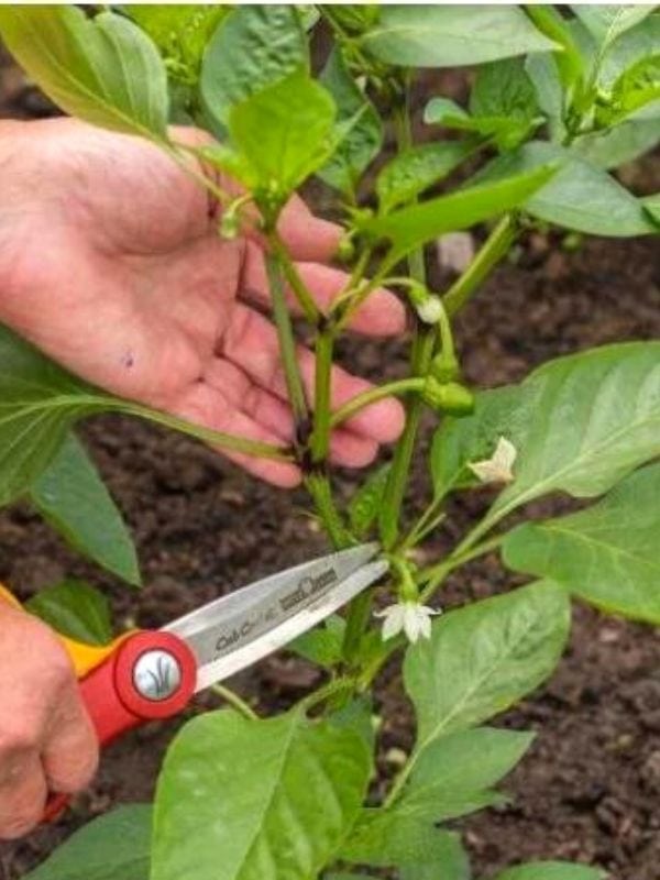 Prune Pepper Plants In The Middle Of The Season