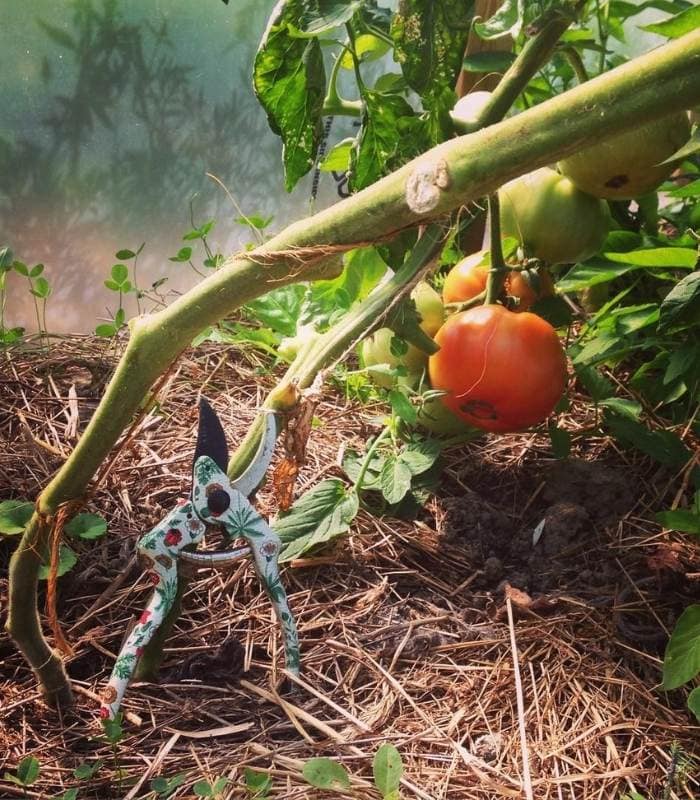 Pruning Tomato Plant  Later In The Season