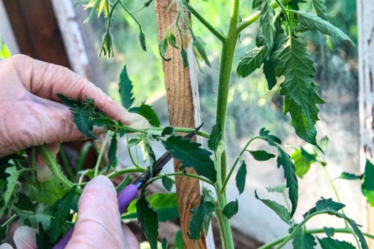 Pruning Tomato Plants for Maximum Yield and Plant Health