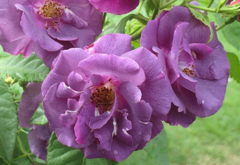 ‘Rhapsody in Blue’ (Rosa ‘Rhapsody in Blue’)