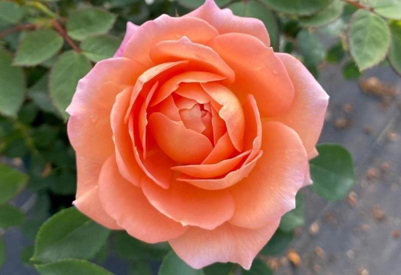 ‘Rose at Last’ (Rosa ‘Rose at Last’)