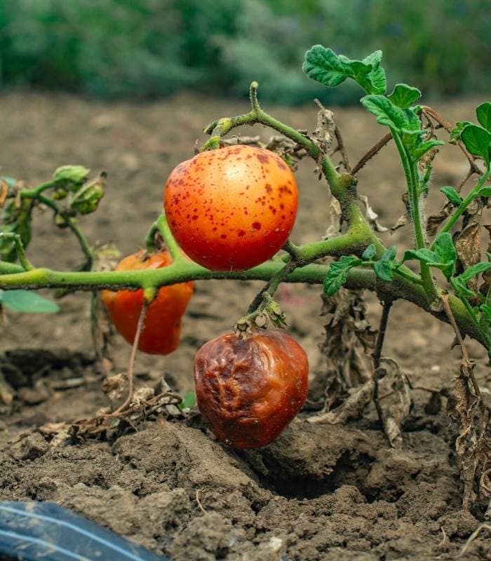 Stains on tomato fruits. Anthracnose is a plant disease caused by ascomycete fungi