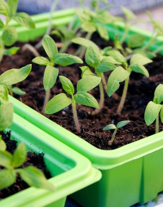 Start Tomato Seeds Indoors About  6 To 8 Weeks Before Your Last Frost Date