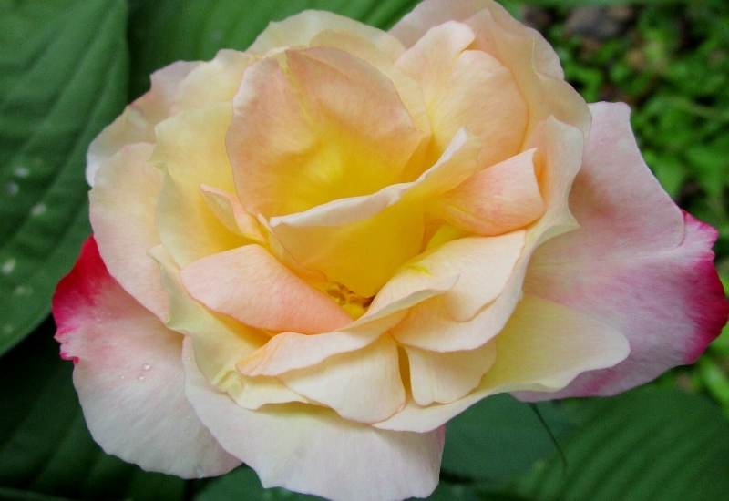 ‘Summer Fashion’ (Rosa ‘Summer Fashion’)