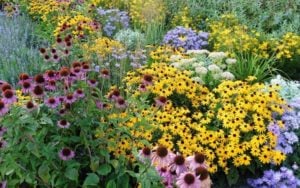 Tall Perennials for the Garden