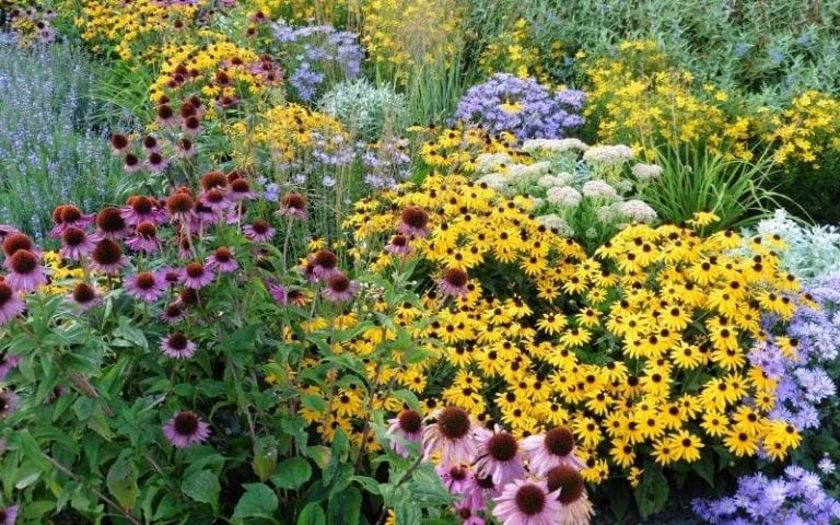 15 Tall Perennial Flowers To Add Vertical Interest And Hight to Your Garden