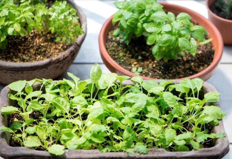 The Beginner's No-Fail Guide To Growing Herbs From Seed