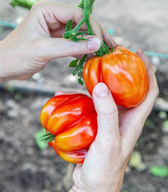 Harvesting Tomatoes & How To Tell When They Are Ready To Be picked 8 The fruit should easily come away from the stem with a light tug