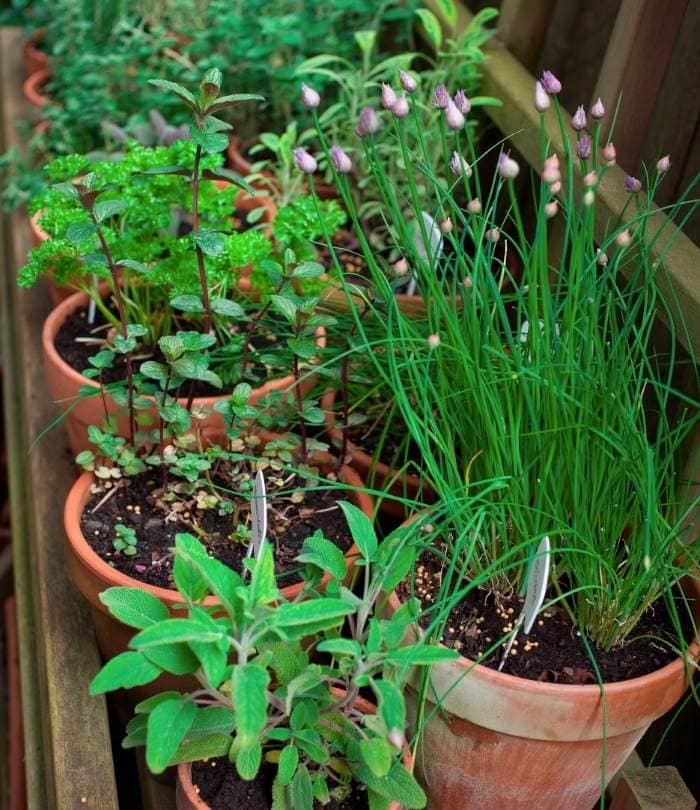 Tips & Tricks For Growing Herbs In Containers