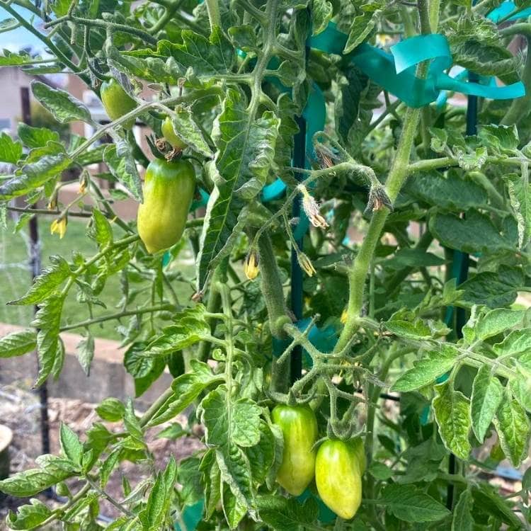 Roma Tomatoes In A Garden
