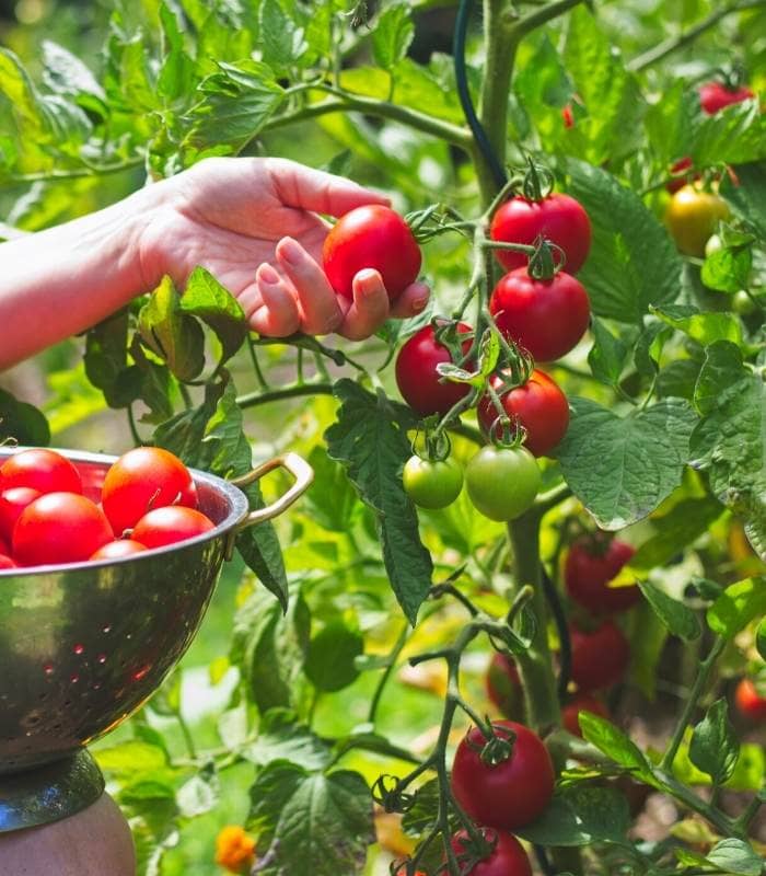 Tomatoes should be harvested when the fruit is a full, rich color