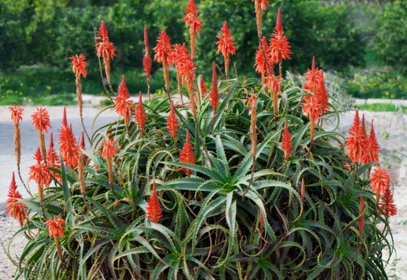 15 Tall Perennial Flowers To Add Vertical Interest And Hight to Your Garden 4