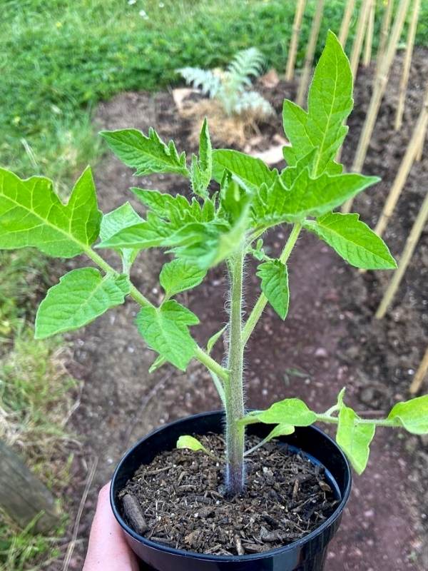 Transplant Your Roma Tomatoes