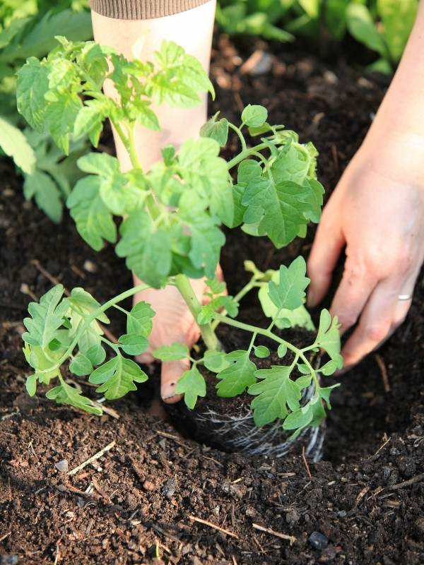 Unpot Your Tomato Seedling And Transplant Into The Hole