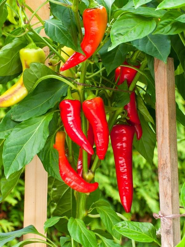 How and When to Prune Pepper Plants For Earlier Harvests, Higher Yields & Healthier Plants 1