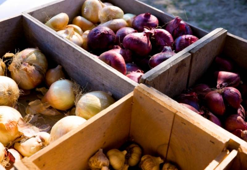 How And When To Harvest Onions Plus Curing For Long Term Storage 3