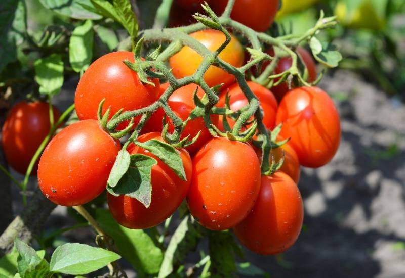 What is a Roma Tomato? 