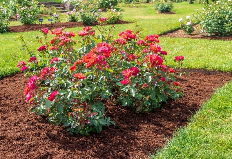 When And How To Plant Floribunda Roses