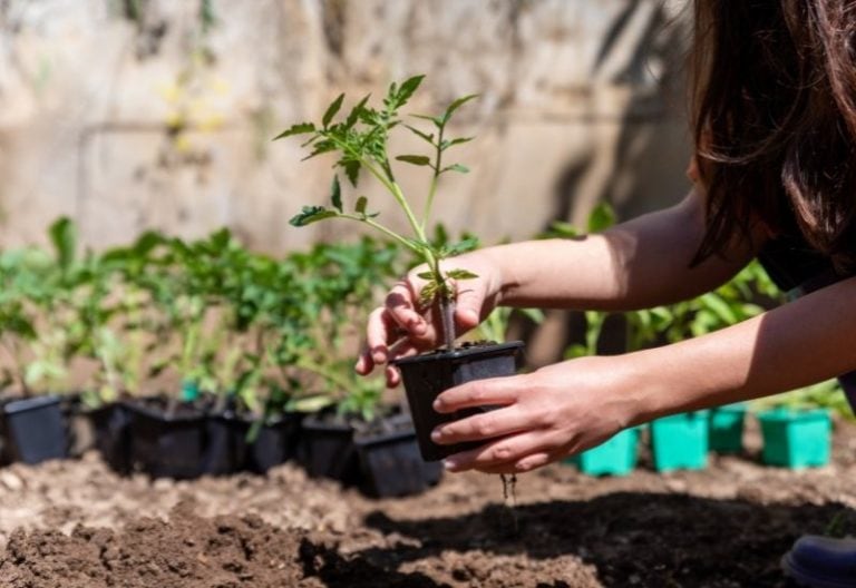 Tomato Seedlings