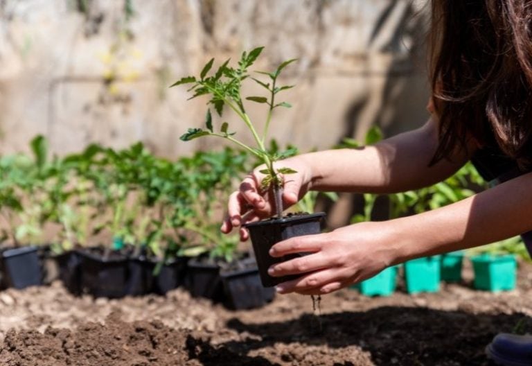 When and How to Transplant tomato seedlings and Why it’s SO IMPORTANT