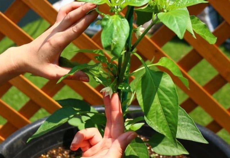 How and When to Prune Pepper Plants For Earlier Harvests, Higher Yields & Healthier Plants 2