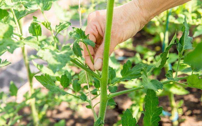 When To Prune Your Tomato Plants?