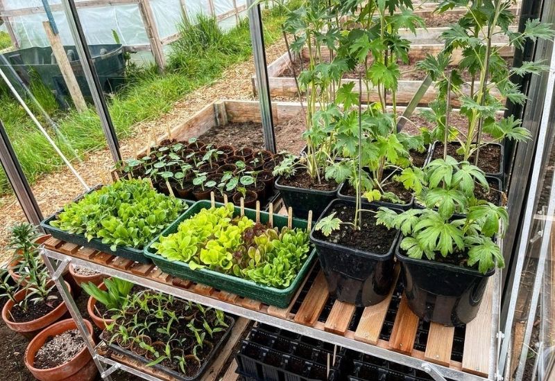 Where Should I Place Seedlings When Hardening Them Off? 